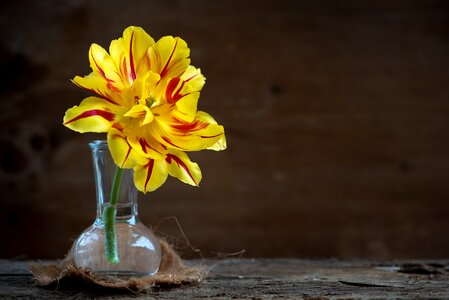 Bloom yellow red vase