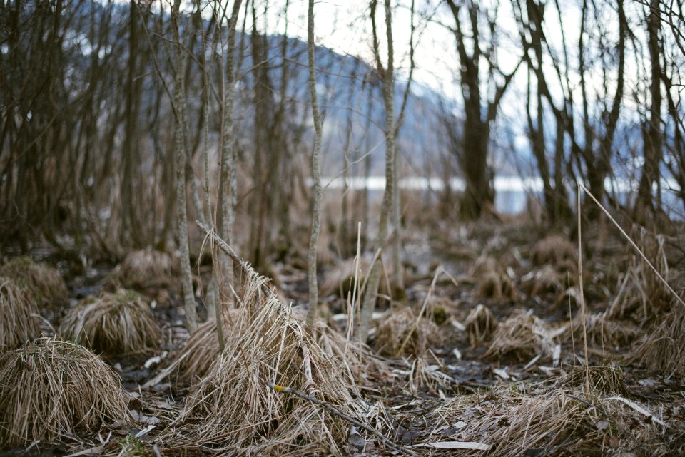 Zell am see, Austria, Grass