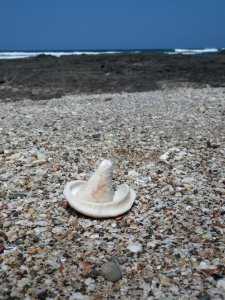 Costa rica, Playa langosta, Beach photo