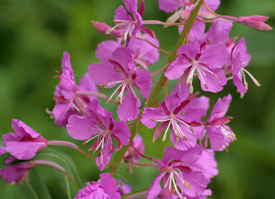 Fireweed summer plant