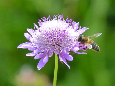 Libar spring apis melifera