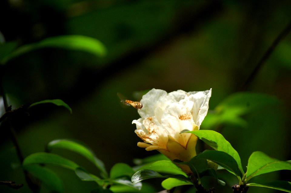 Nature, Flower, Bee