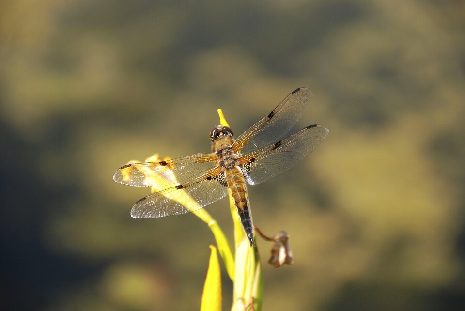 Nature wing flight insect