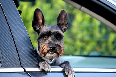 Dog pet animal