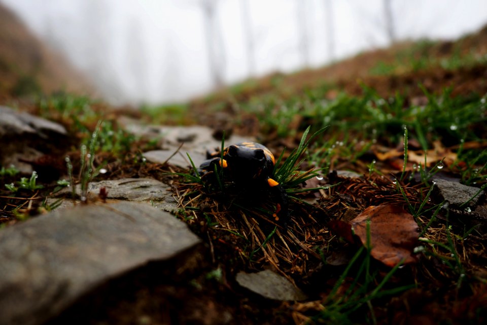 Nature, Green, Drops