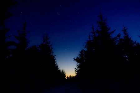 silhouette of trees under starry night photo