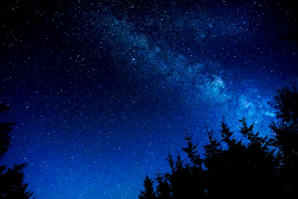 silhouette of trees under night stars