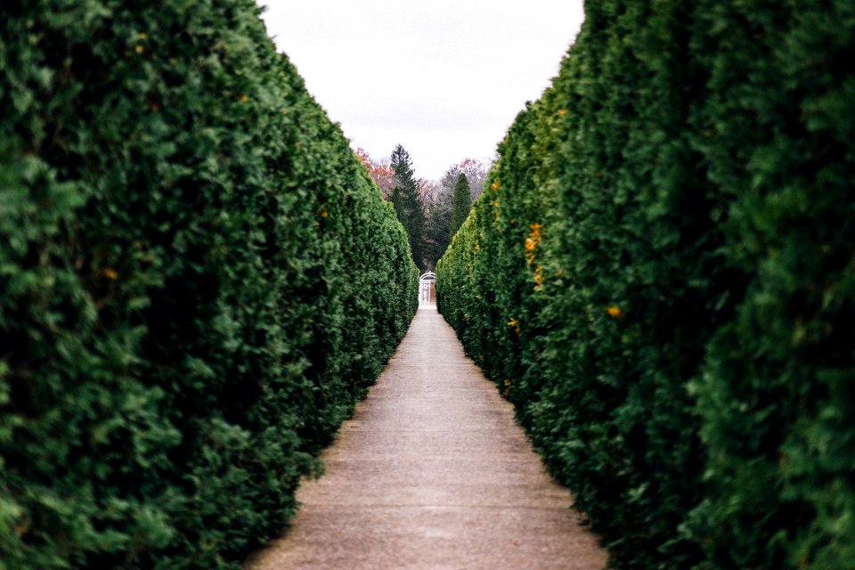 grass maze pathway photo