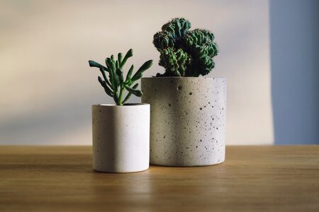 Pots succulents table photo