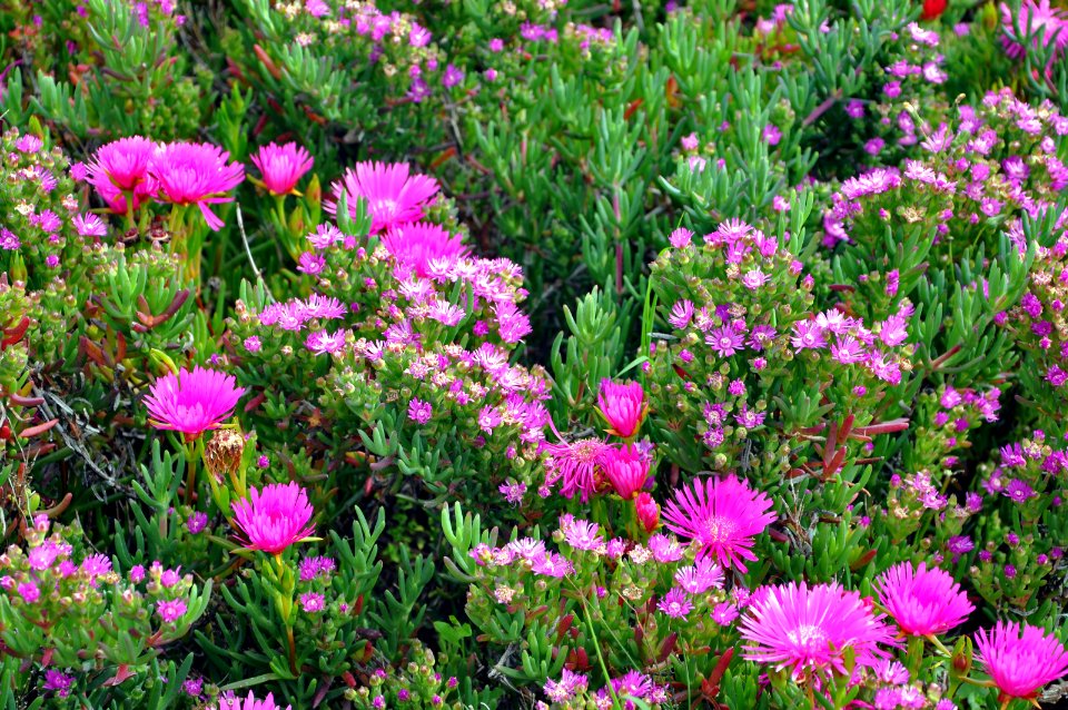 Azores, Portugal, Flowers