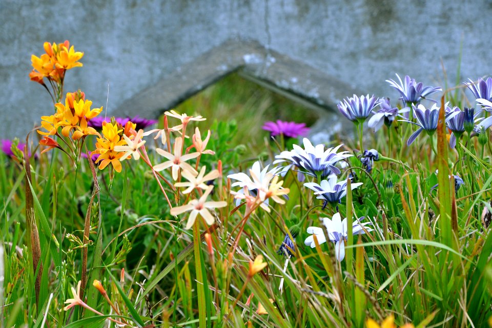 Azores, Portugal, Plants