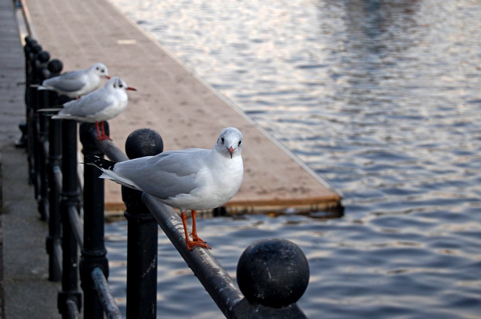 Wildlife, Urbanlife, Gulls