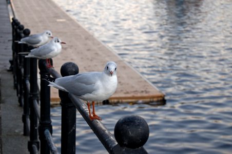 Wildlife, Urbanlife, Gulls photo