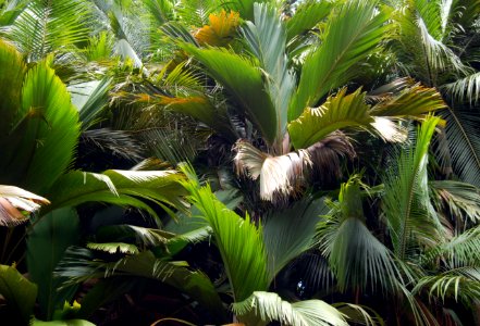 Seychelles, Green, Tropical