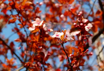 Prunus, Plants, Nature