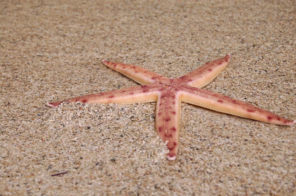 Environment, Marine, Ocean