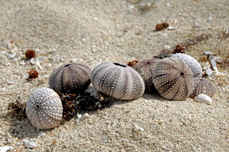 Marine, Nature, Sea urchin photo