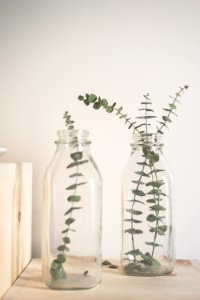 green leafed plant on clear glass vase photo