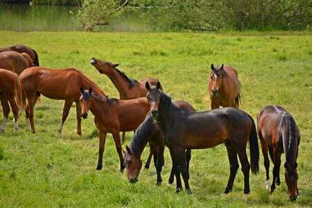 Ride animals pasture photo