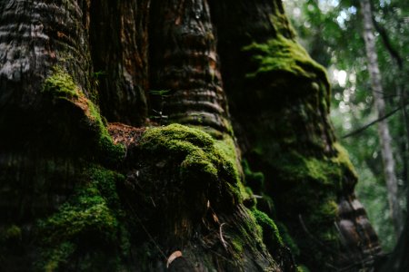 Australia, Mount macedon, Forest