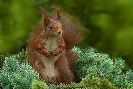 Mammal garden foraging
