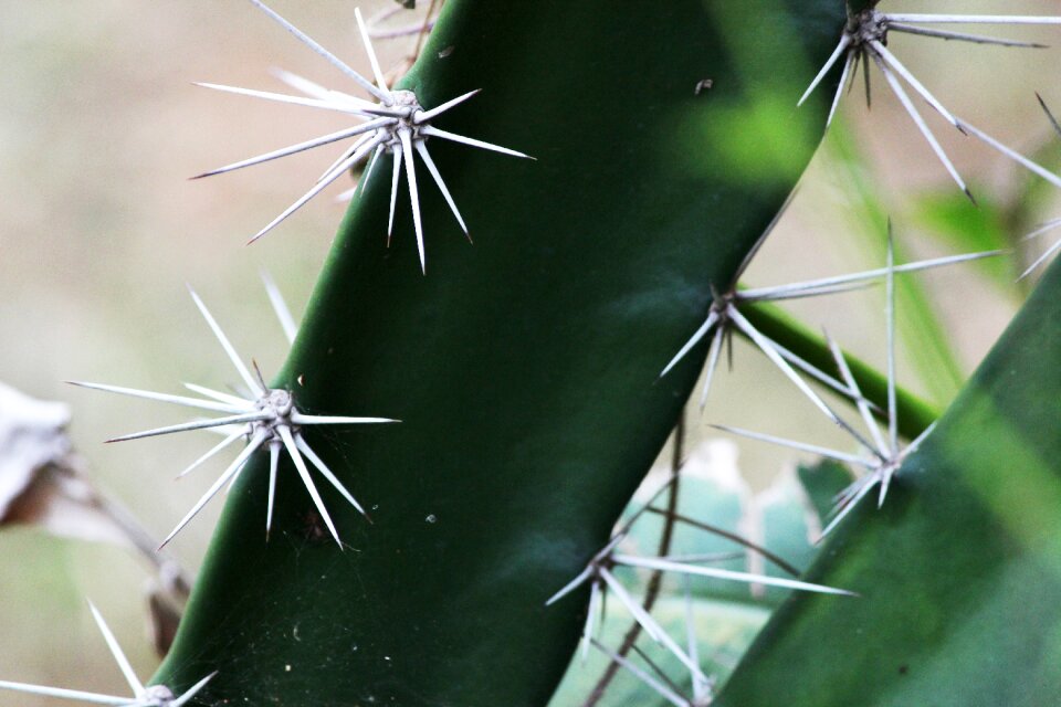 Nature plant botany photo