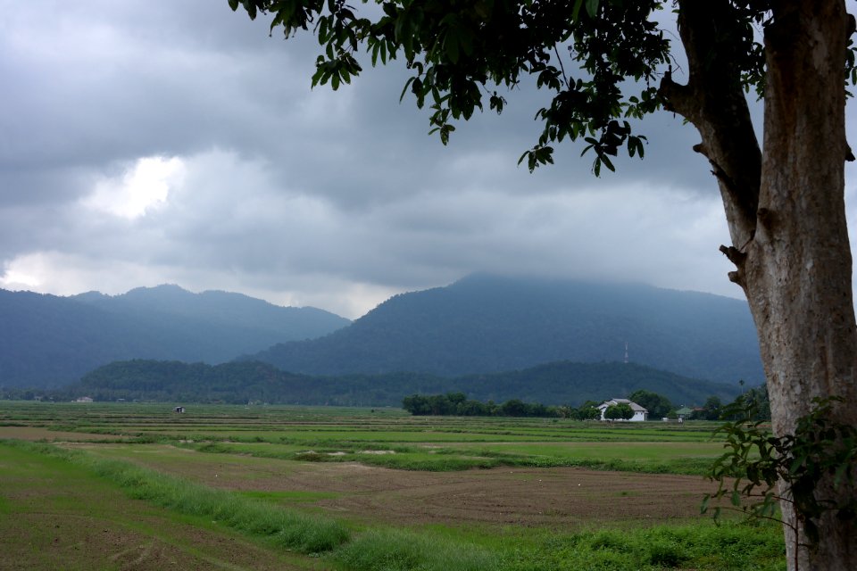 Langkawi, Malaysia, Paddy fields