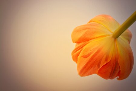 Blossom bloom orange blossom photo