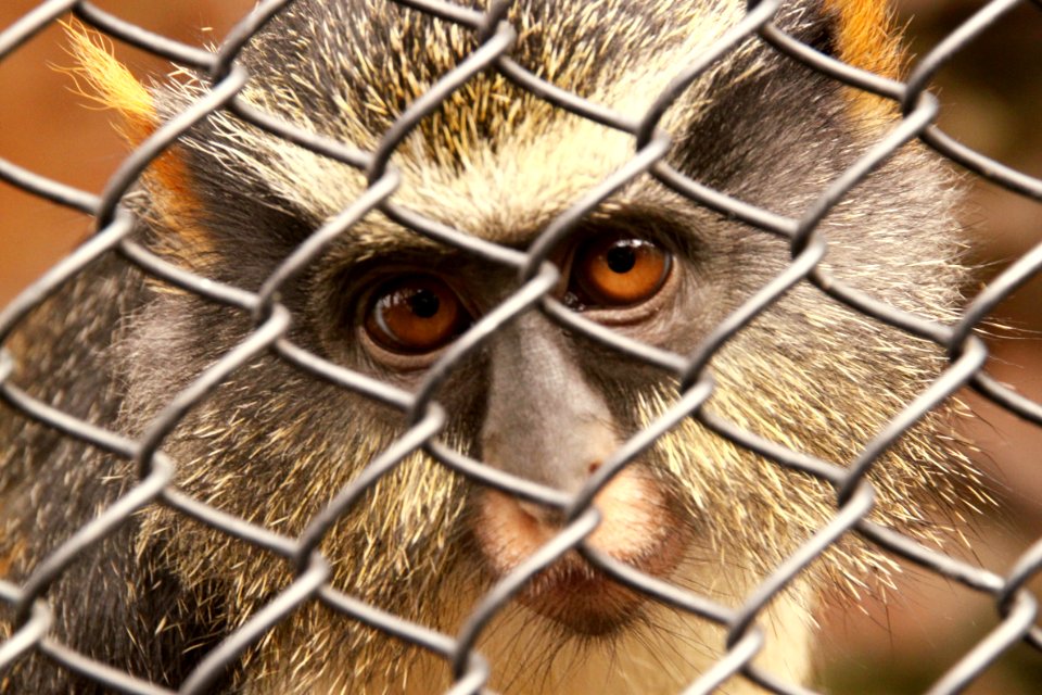 Batu secret zoo, Indonesia, Fence