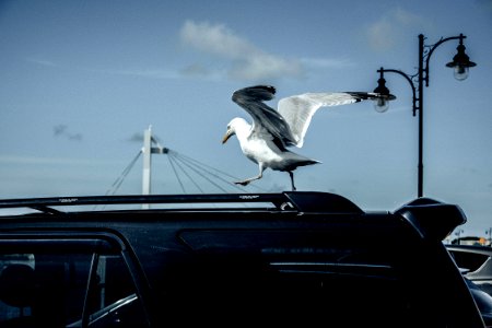 Sea, Seagull, Bird