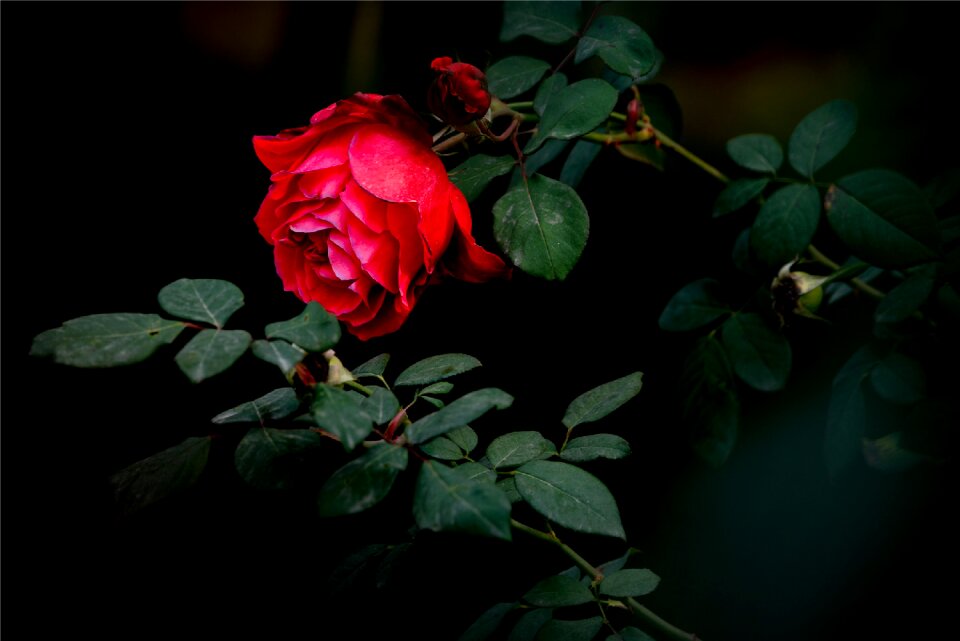 Red dark red petals