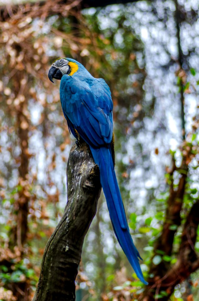bokeh shot of blue and yellow bird
