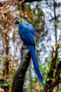 bokeh shot of blue and yellow bird