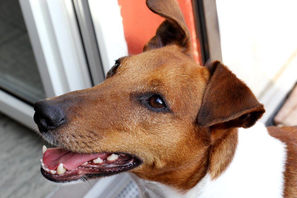 Pet close up terrier