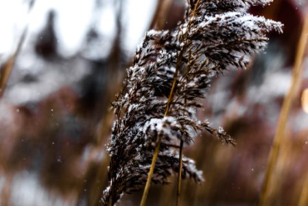Detroit, United states, Snow flakes