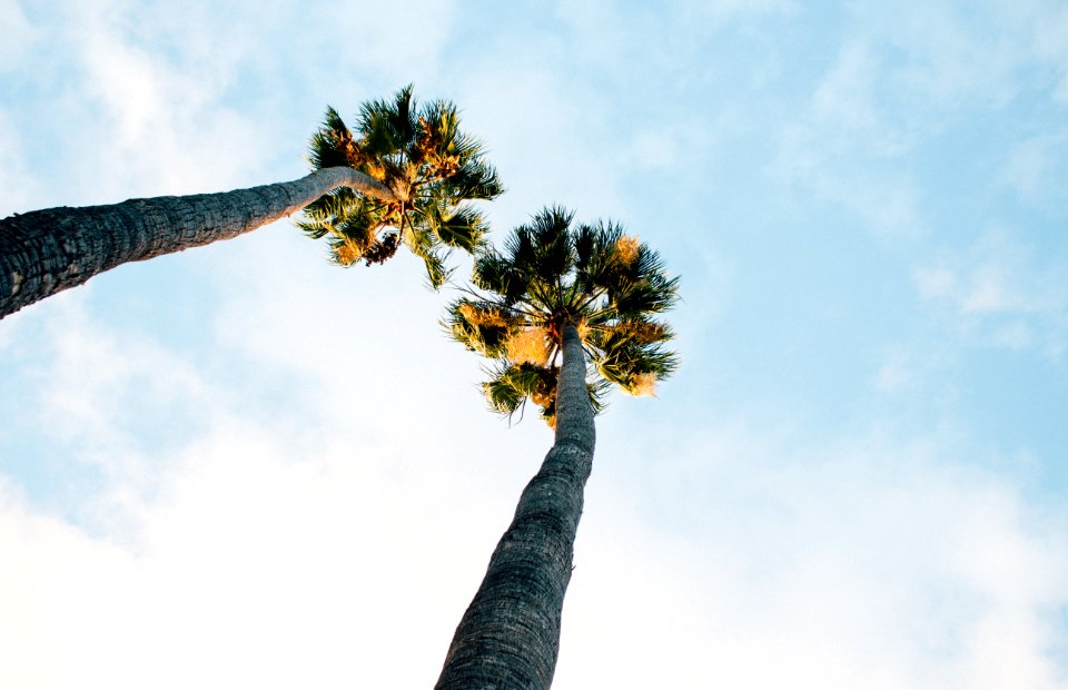 low angle photography of green trees