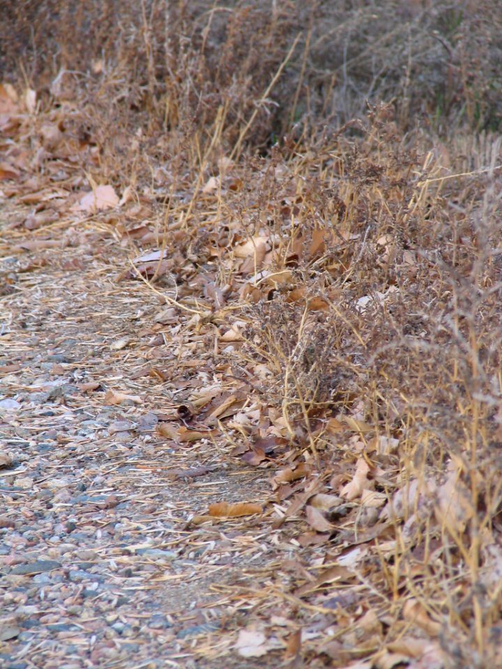 Trail, Autumn, Wild grass