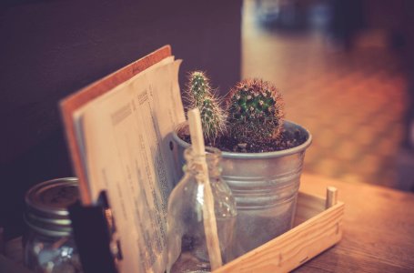 cactus plant on gray metal pot beside white printing paper on brown desk photo