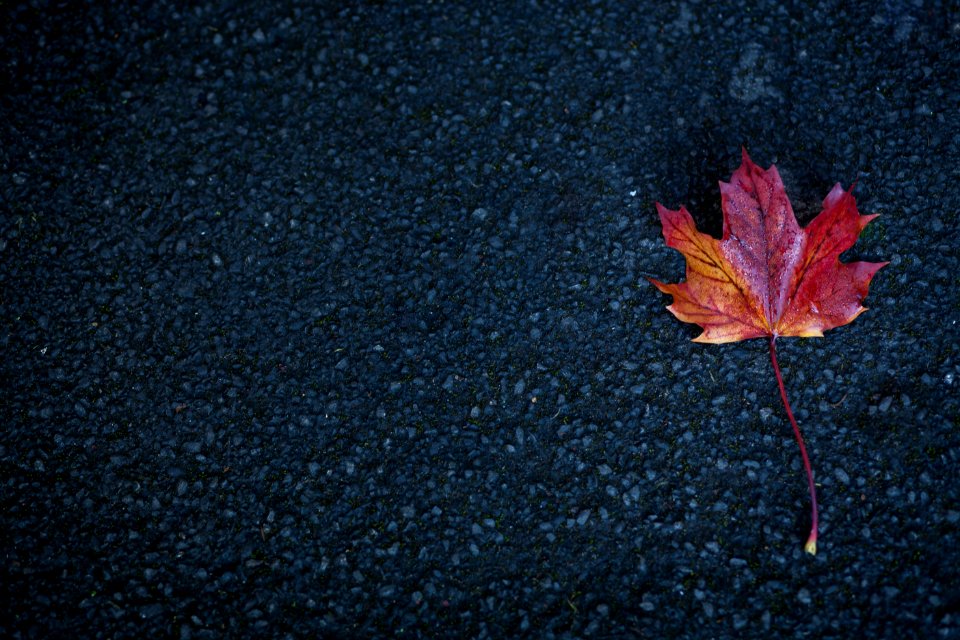 Burnley, United kingdom, Leaf