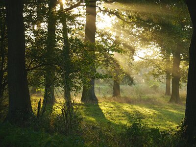 Sunbeam dew humidity