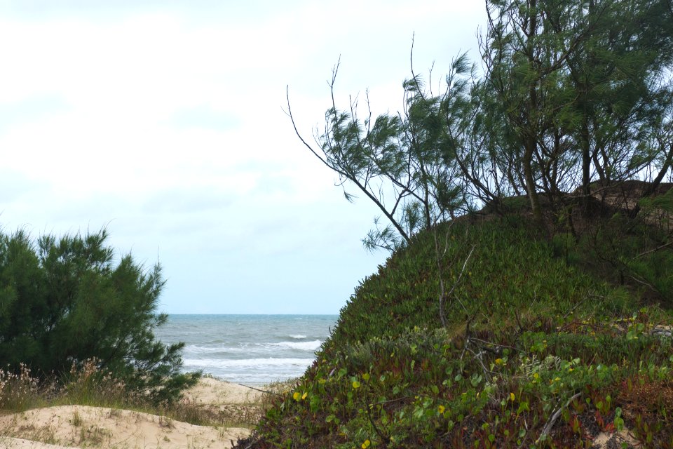 Cidreira, Brazil, Flower