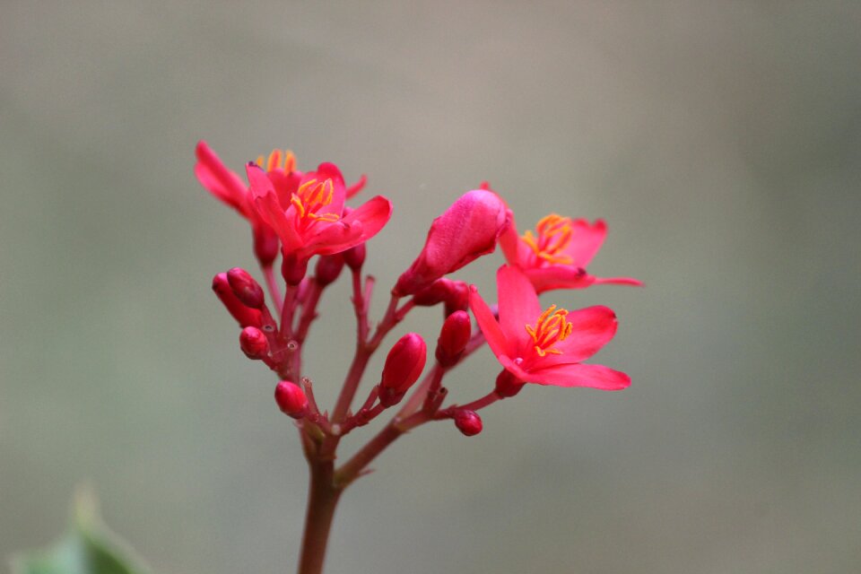 Pink flowers plant floral