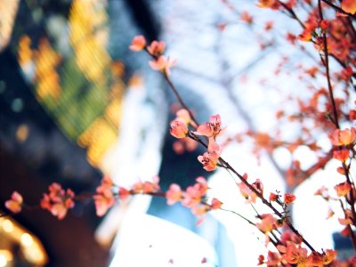 shallow focus photography of pink flowers photo