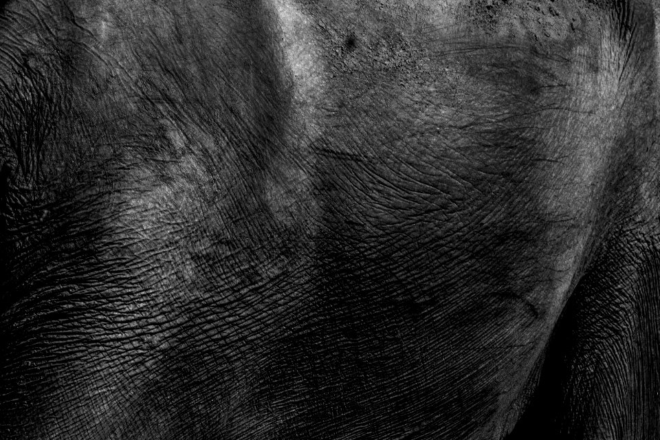 Masinagudi, India, Elephant