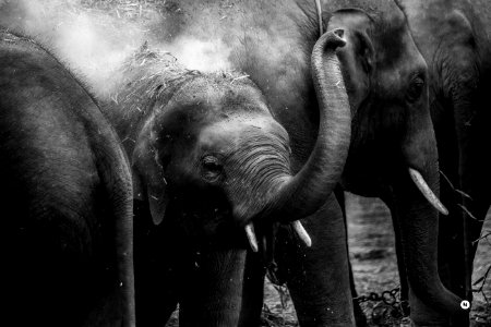 grayscale photo of elephants