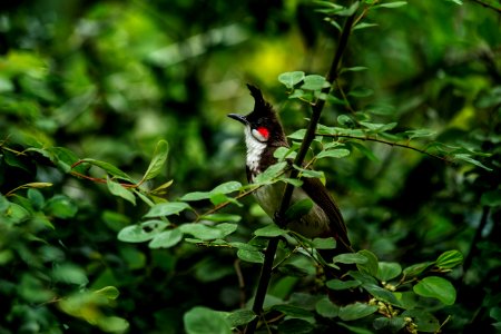 selective focus photography of black bird perch on green tree photo