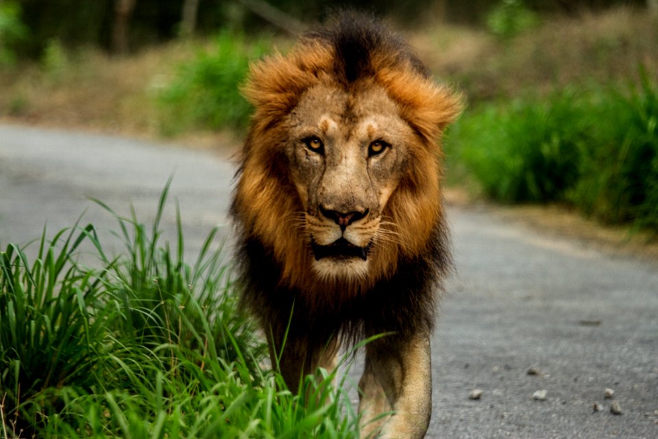 lion walking on road