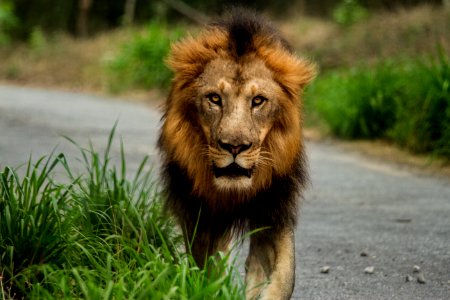 lion walking on road photo