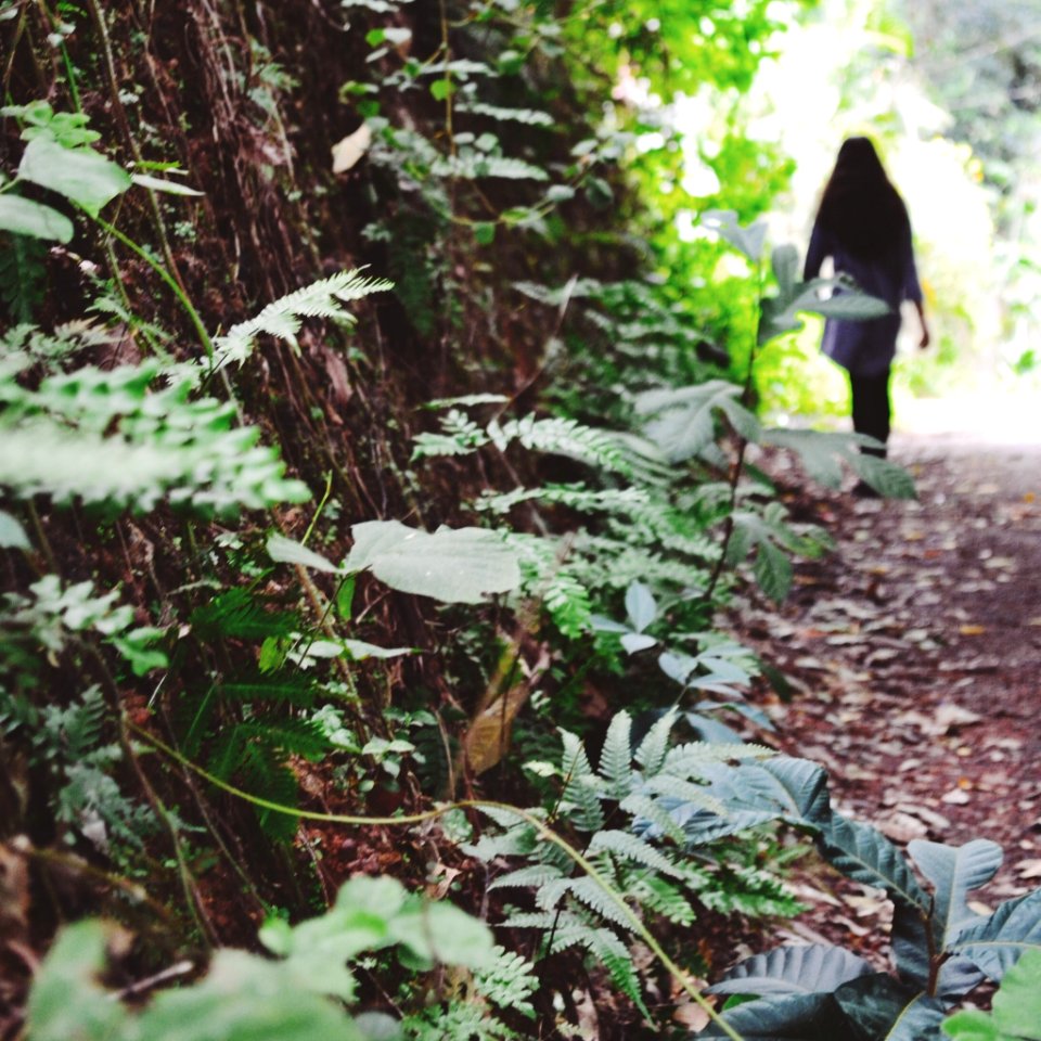 Kerala, India, Forest