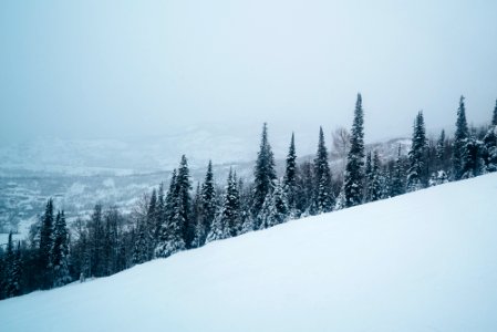 Steamboat springs, United states, Trees photo